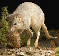 Kanyana Wildlife Rehabilitation Centre - Accommodation VIC