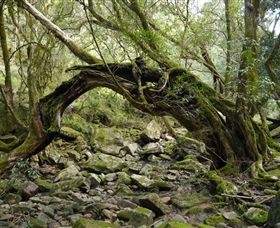 Mitchell River Walking Track - Accommodation VIC 0