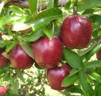 Top 40 Orchard - Accommodation VIC