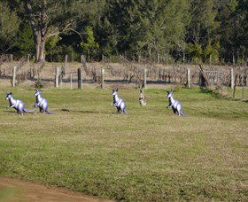 Wollombi Wines - Accommodation VIC 5