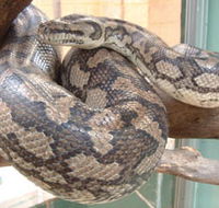 Armadale Reptile Centre - Accommodation VIC