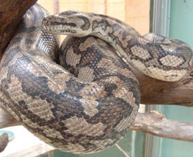Armadale Reptile Centre - Accommodation VIC 0