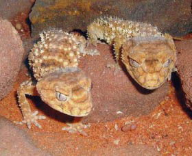 Armadale Reptile Centre - Accommodation VIC 1