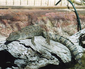 Armadale Reptile Centre - Accommodation VIC 2