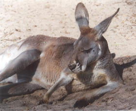 Armadale Reptile Centre - Accommodation VIC 3