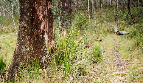 River Walking Track - Accommodation VIC 1