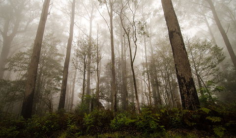 River Walking Track - Accommodation VIC 2