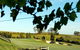 Vintage Golf Club - thumb 1