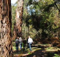 Tallaganda National Park - Accommodation VIC