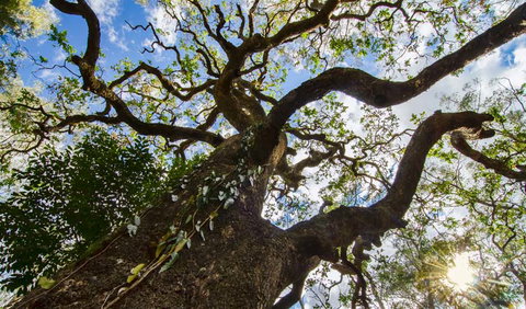 Woko National Park - Accommodation VIC 1