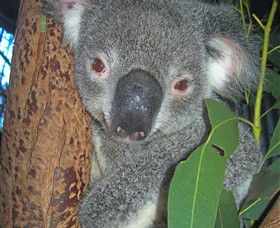 Hunter Valley Zoo - Accommodation VIC 0