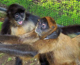 Hunter Valley Zoo - Accommodation VIC 5