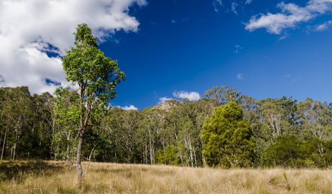 Brush Turkey Track - Accommodation VIC 0
