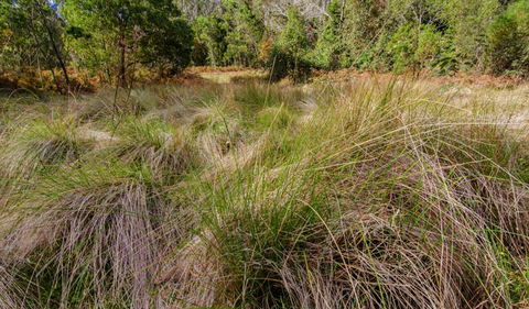Brush Turkey Track - Accommodation VIC 2