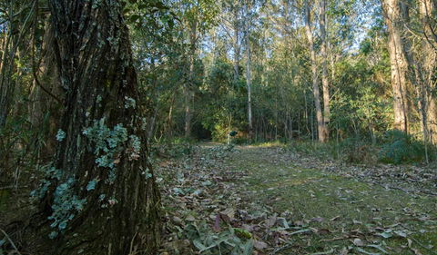 Brush Turkey Track - Accommodation VIC 3