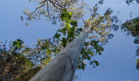 Copeland Tops State Conservation Area - Accommodation VIC 1