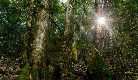 Basin Loop Track - Accommodation VIC 1
