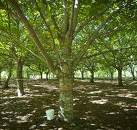 Sassafras Nuts - Accommodation VIC