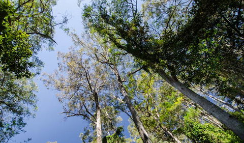 Hidden Treasure Track - Accommodation VIC 3