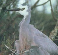 Jack Smith Lake State Game Reserve - Accommodation VIC