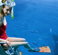 Roy Rufus Artificial Reef Dive Site - Accommodation VIC