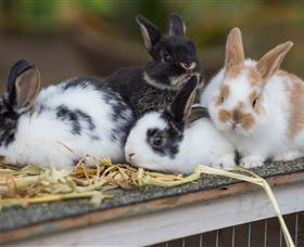 Amazement Farm And Fun Park / Cafe And Farmstay Accommodation - Accommodation VIC 2