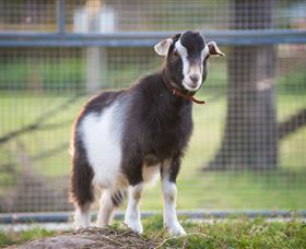 Amazement Farm And Fun Park / Cafe And Farmstay Accommodation - Accommodation VIC 3