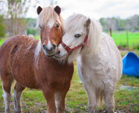 Amazement Farm And Fun Park / Cafe And Farmstay Accommodation - Accommodation VIC 5