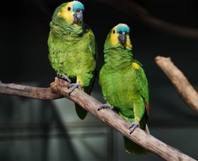 Amazement Farm And Fun Park / Cafe And Farmstay Accommodation - Accommodation VIC 7