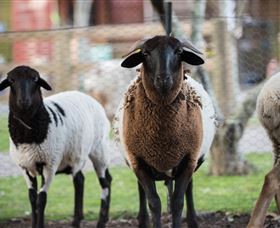 Amazement Farm And Fun Park / Cafe And Farmstay Accommodation - Accommodation VIC 4