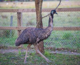 Amazement Farm And Fun Park / Cafe And Farmstay Accommodation - Accommodation VIC 6