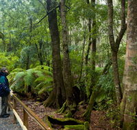 Monga National Park - Accommodation VIC
