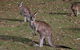 Lake Macquarie State Conservation Area - thumb 1