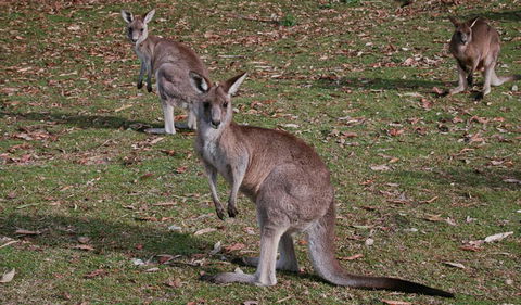 Lake Macquarie State Conservation Area - Accommodation VIC 1