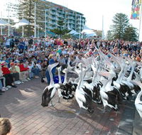 Pelican Feeding - Accommodation VIC