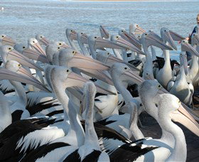 Pelican Feeding - Accommodation VIC 2