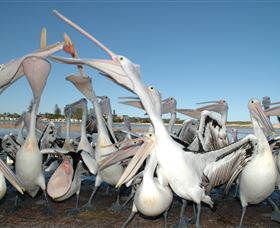 Pelican Feeding - Accommodation VIC 3