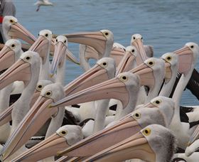 Pelican Feeding - Accommodation VIC 4