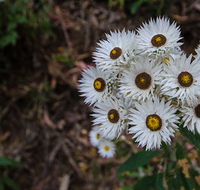 Hastings Forest Way touring route - Accommodation VIC
