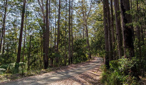 Hastings Forest Way Touring Route - Accommodation VIC 1