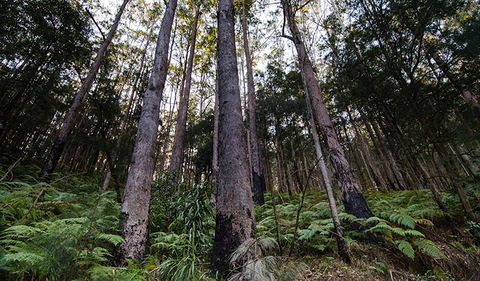 Hastings Forest Way Touring Route - Accommodation VIC 2