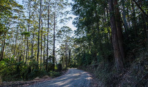 Hastings Forest Way Touring Route - Accommodation VIC 3