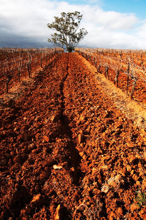 Tyrrells Vineyards - Accommodation VIC 3