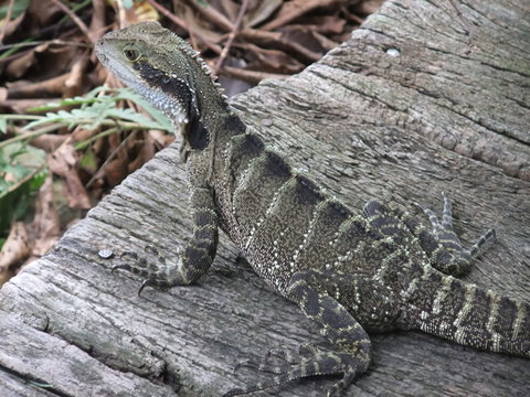 Campbells Store Craft Centre - Accommodation VIC 1