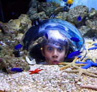 Sea Life Sunshine Coast - Accommodation VIC
