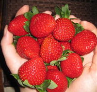 The Strawberry Farm - Accommodation VIC