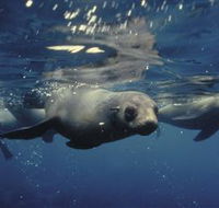 Wilsons Promontory Marine National Park - Accommodation VIC