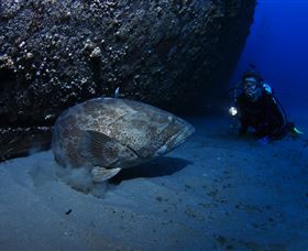 HMAS Brisbane Dive Site - Accommodation VIC 3