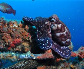 HMAS Brisbane Dive Site - Accommodation VIC 2