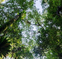 Botanic walk - Accommodation VIC